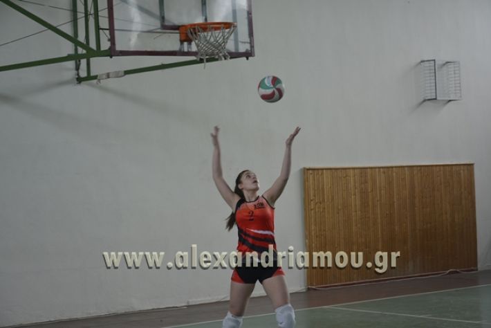 volley _1ogel-kassandra068